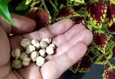 Fertilizantes caseros para tus plantas