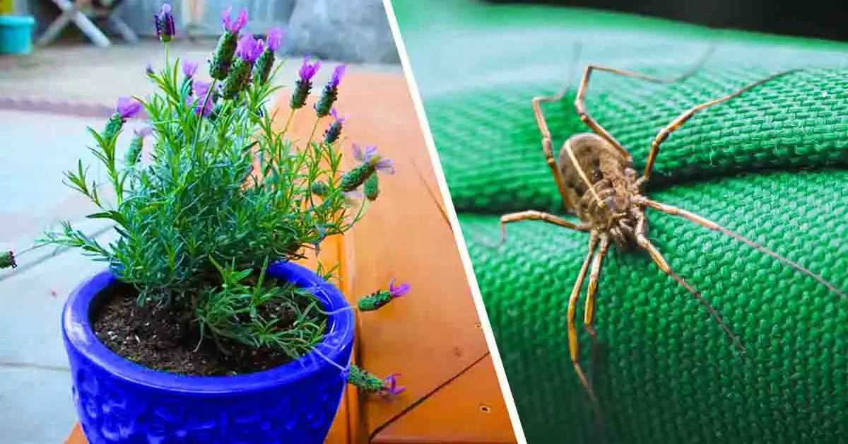 5 plantas que ahuyentan insectos