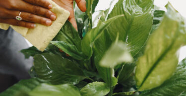 Consejos para cuidar las plantas y mejorar el aspecto de las hojas usando vinagre