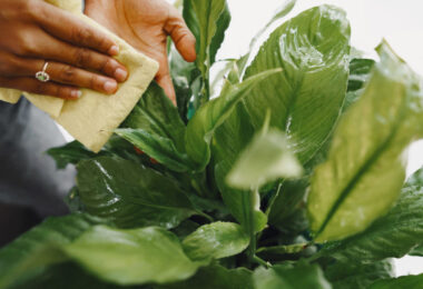Consejos para cuidar las plantas y mejorar el aspecto de las hojas usando vinagre