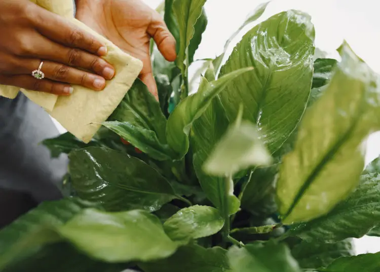 Consejos para cuidar las plantas y mejorar el aspecto de las hojas usando vinagre