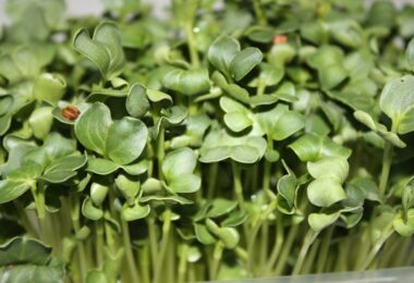 Brotes de brócoli