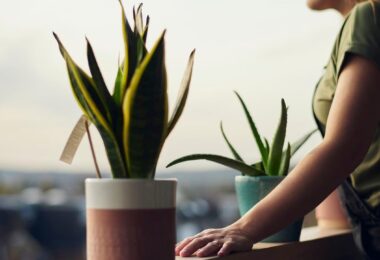 Aloe vera en el cuarto o la habitación