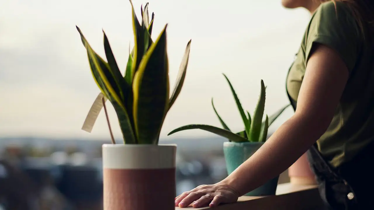 Mujer con plantas de aloe vera en su habitación