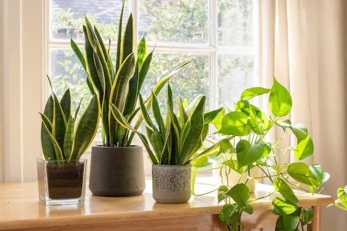 Plantas que ayudan a eliminar las malas energías del hogar