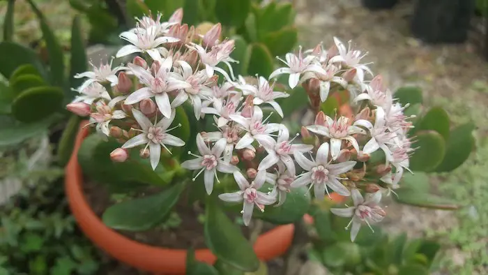 Usar cáscaras de papa para hacer flores un árbol de jade