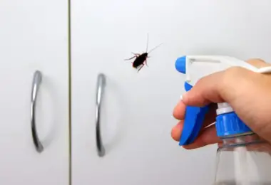 Remedio casero para eliminar a las cucarachas del hogar