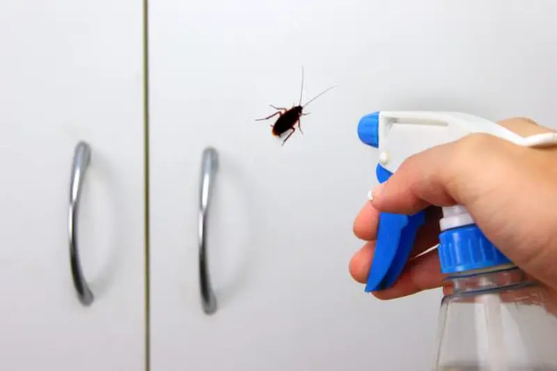 Remedio casero para eliminar a las cucarachas del hogar