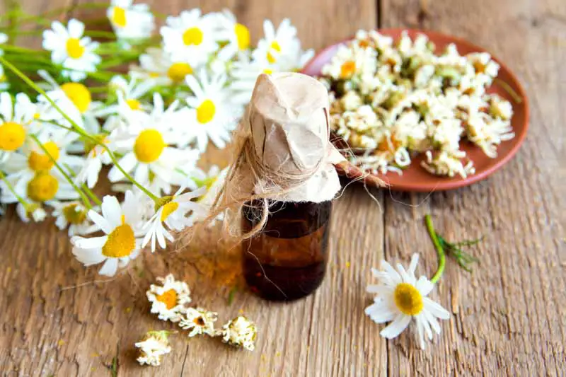 Manzanilla para tratar el cabello reseco