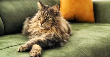 Gatos que son tranquilos