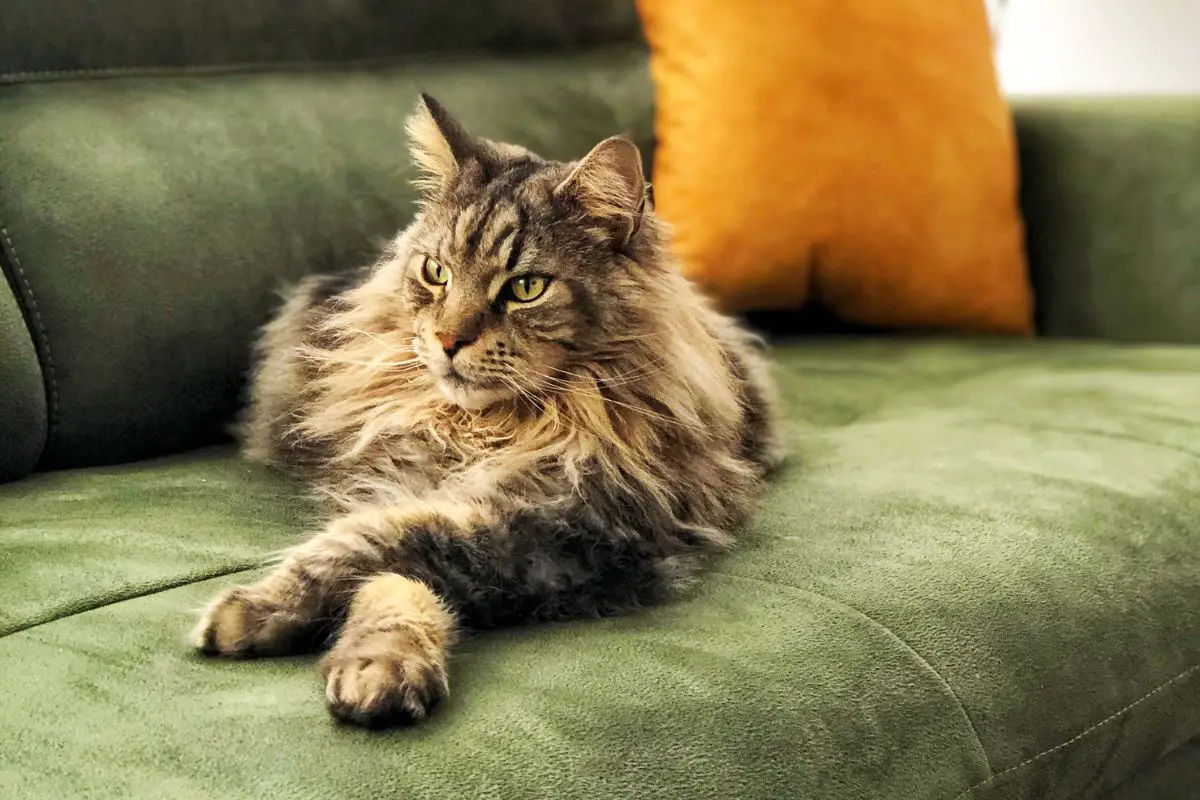Gatos que son tranquilos