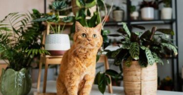 Plantas de interior que no son tóxicas para nuestras mascotas