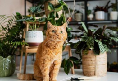 Plantas de interior que no son tóxicas para nuestras mascotas