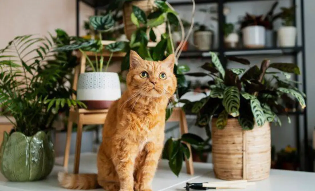 Plantas de interior que no son tóxicas para nuestras mascotas