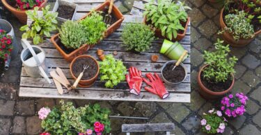 Jardín medicinal hecho en casa