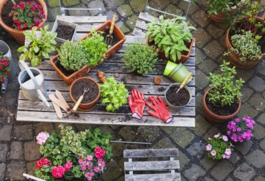 Jardín medicinal hecho en casa