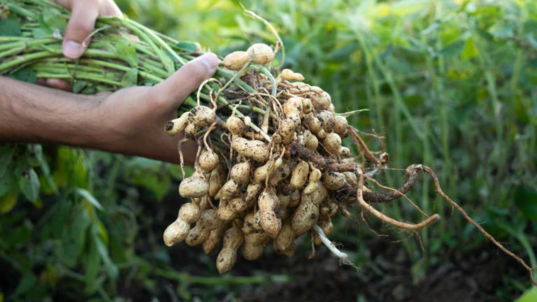 Los mayores de antes comían cacahuetes a diario; ahora la ciencia descubre qué le hacía a su cerebro